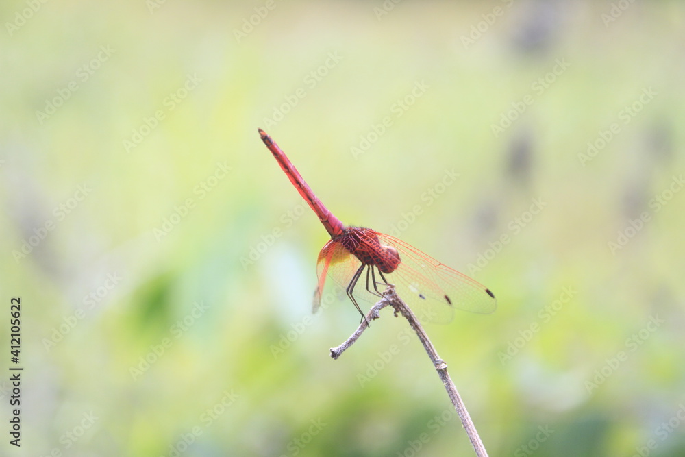 The Red Dragonfly The Red Dragonfly