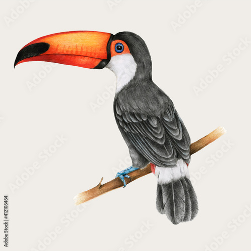 Toucan bird vector hand drawn