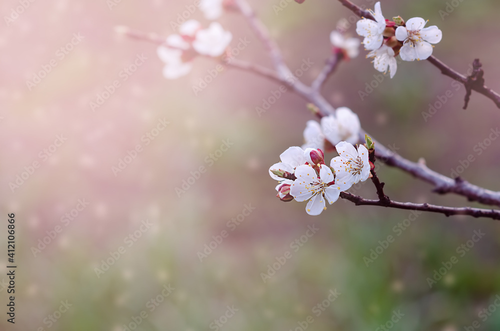 cherry blossoms on a branch in spring