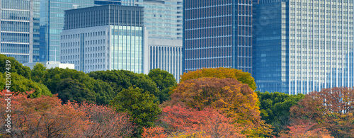 Photography View of autumn tree with modern building in background, Japan.