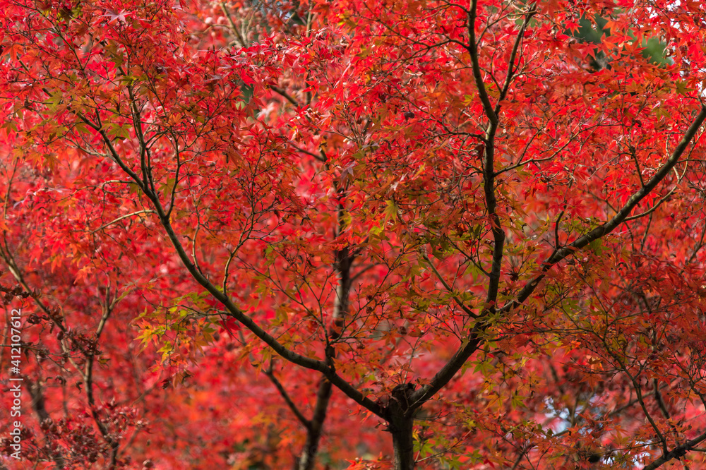 Autumn leafs of Japanese maple in sunshine day. Autumn leafs of Japanese maple in sunshine day.
