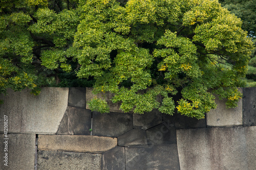 green leaves against the background of an ancient wall in a park japan tokyo
