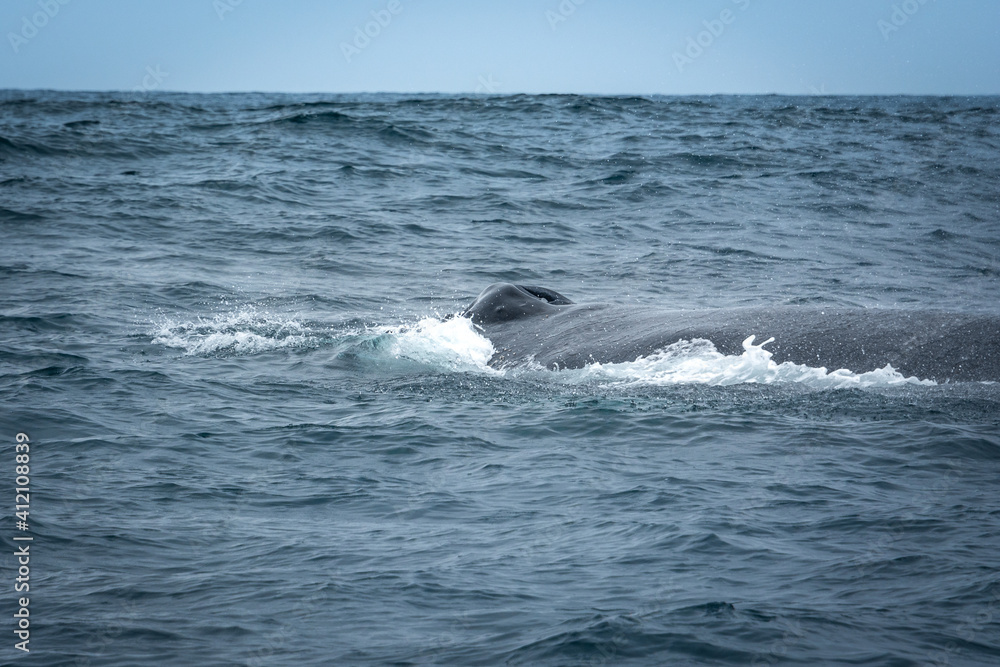 Obraz premium Humpback Whale in Machalilla National Park, Ecuador