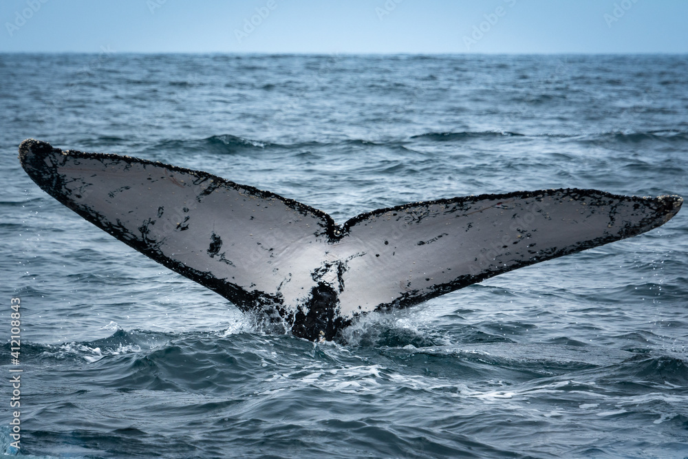 Fototapeta premium Humpback whale in Puerto Lopez, Ecuador