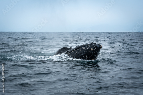 Humpback Whale  in Machalilla National Park, Ecuador © Noradoa