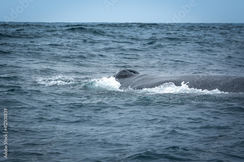 Humpback Whale in Machalilla National Park, Ecuador