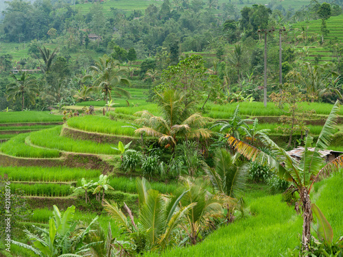 The emerald green rice terraces in the countryside of Bali, Indonesia