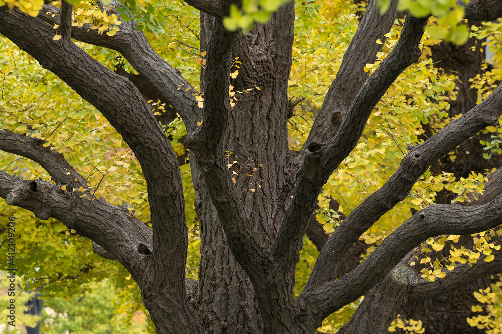 close-up of gingko tree in autumn