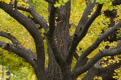 close-up of gingko tree in autumn