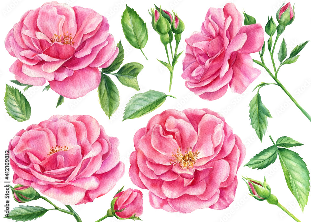 Set of pink roses, leaves and buds on a white background, watercolor botanical painting