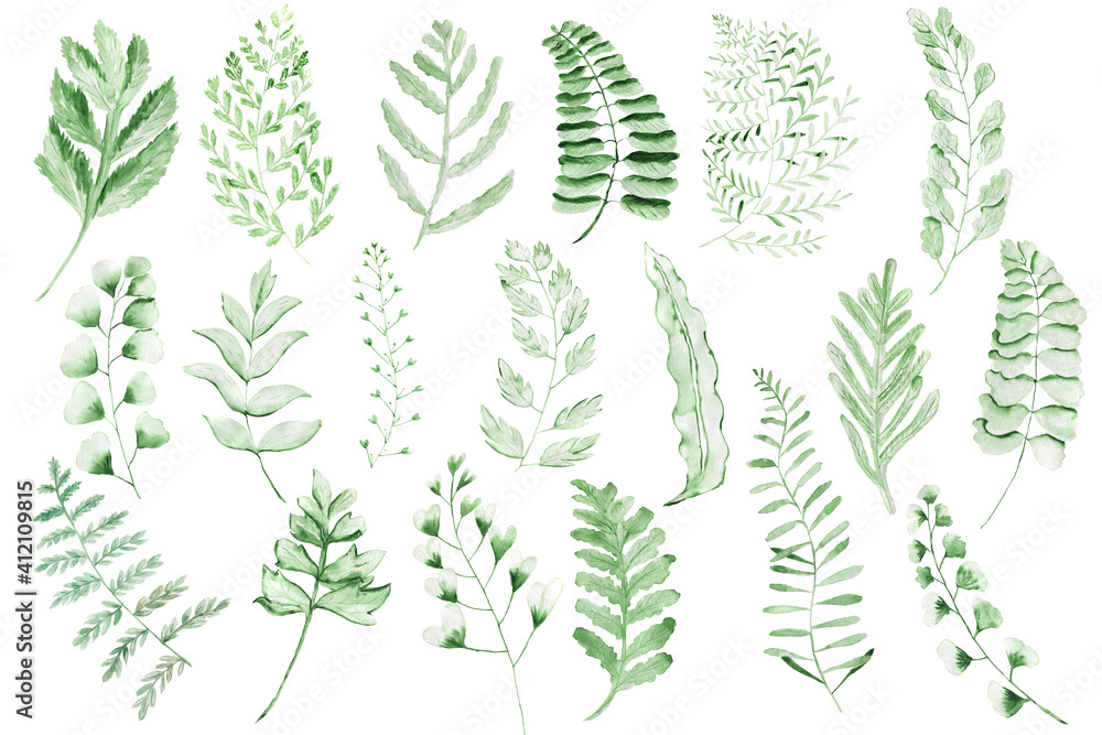 Leaves fern watercolor. Set of green branches on a white background. Leaves fern watercolor. Set of green branches on a white background.