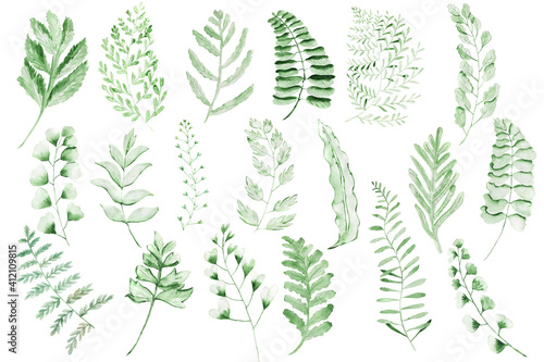 Leaves fern watercolor. Set of green branches on a white background.