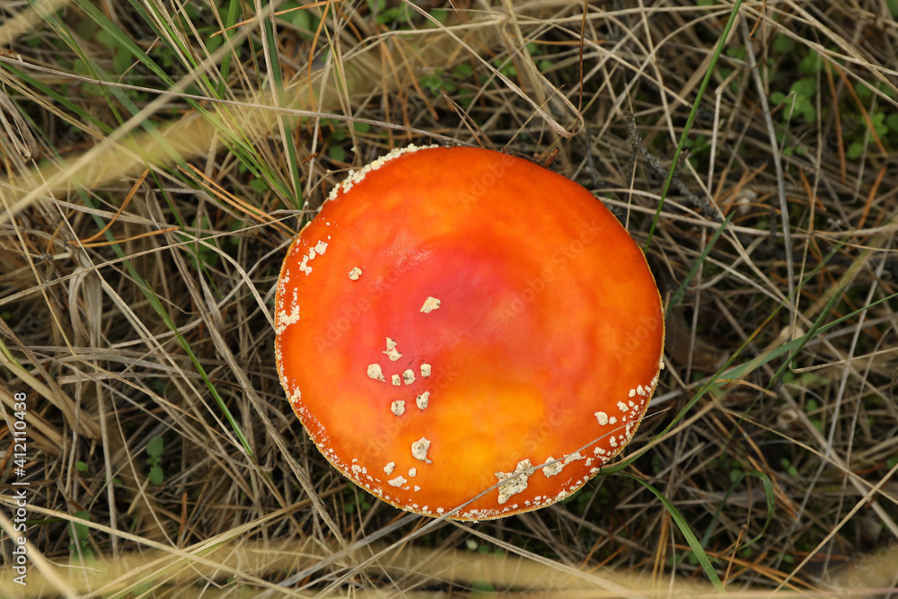 Fresh fly agaric mushroom in forest grass Fresh fly agaric mushroom in forest grass