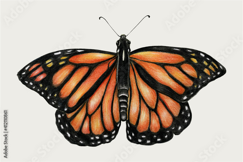 Monarch butterfly vintage vector hand-drawn