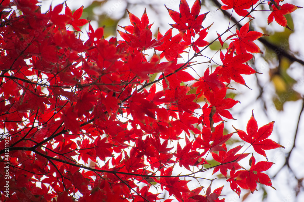 Autumn leafs of Japanese maple in sunshine day. Autumn leafs of Japanese maple in sunshine day.