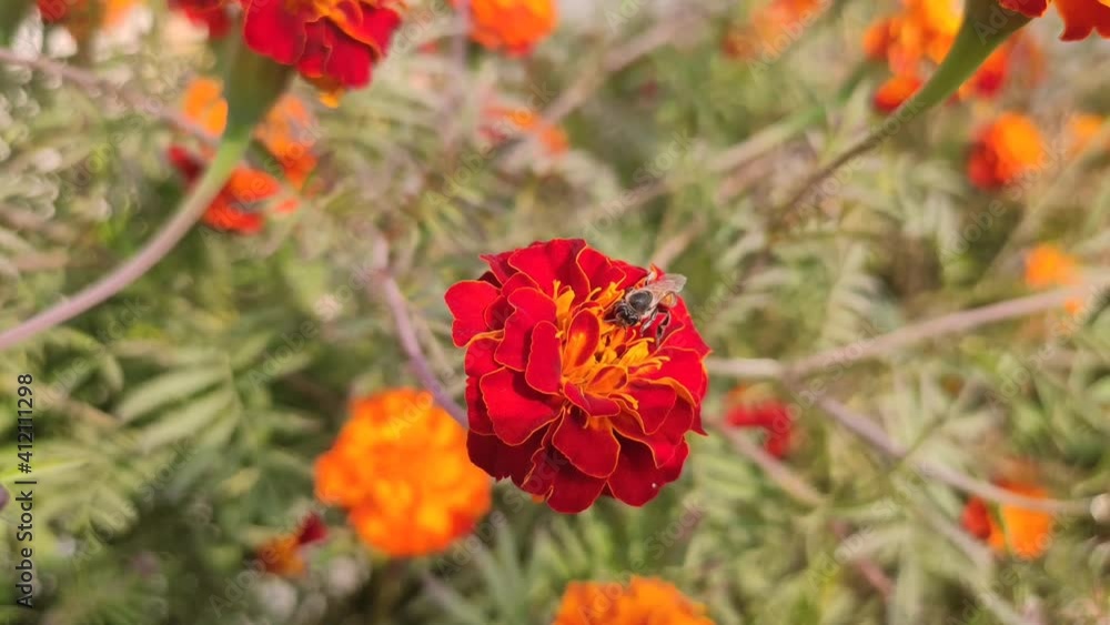 Bee on marigold flowers, honey bee drinking juice from blossoming marigold flowers Bee on marigold flowers, honey bee drinking juice from blossoming marigold flowers