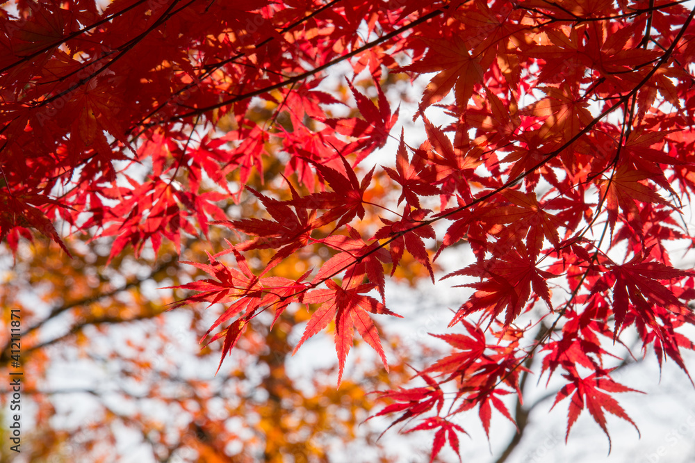 Autumn leafs of Japanese maple in sunshine day. Autumn leafs of Japanese maple in sunshine day.
