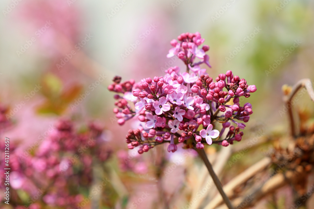 Lilacs in full bloom in the park, China Lilacs in full bloom in the park, China