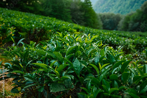 Tea Leaves Plantation The northernmost tea in the world grows in the mountains of Sochi Russia Green background