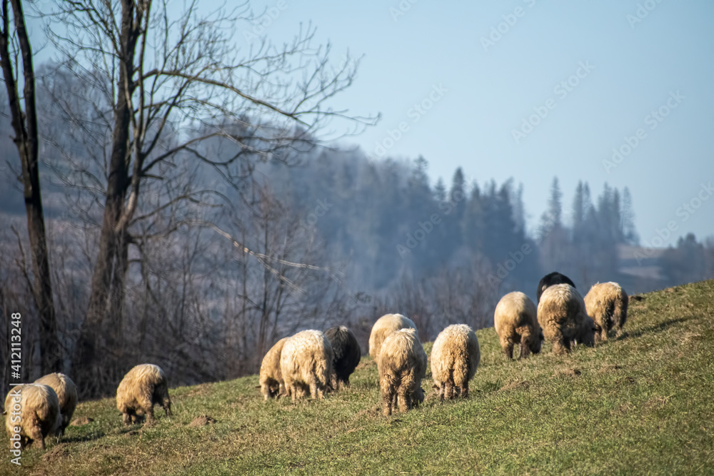 Fototapeta premium Winter coated sheep grazing on a hill in a mountainous region of Zakopane, Poland. Sheep herding traditions are still alive in the region. Selective focus on the animals, blurred background.