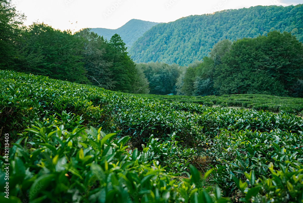 Tea Leaves Plantation The northernmost tea in the world grows in the mountains of Sochi Russia Green background