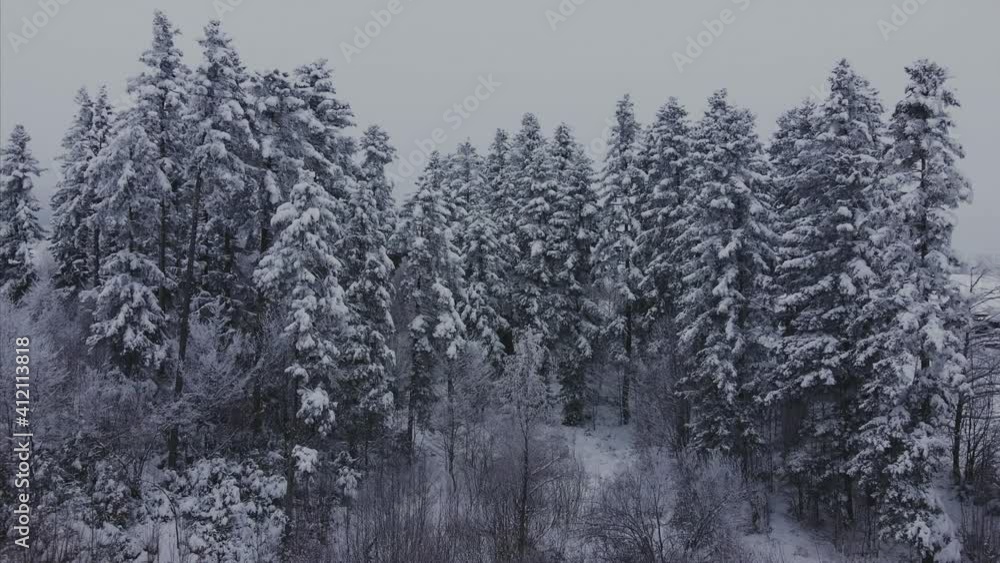 custom made wallpaper toronto digitalDramatic amazing epic drone footage frozen snowy fir and pine trees during snowstorm. Season travel white frozen nature. Wintertime, enjoying landscape