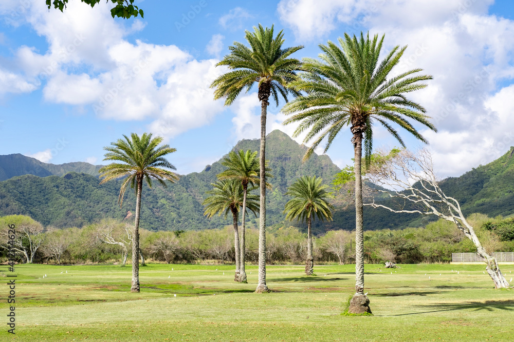 Palm trees at Kualoa Rach Park. The grass is very green this time of the year.  