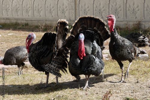 brood turkeys feed and stroll in the garden, large turkeys,