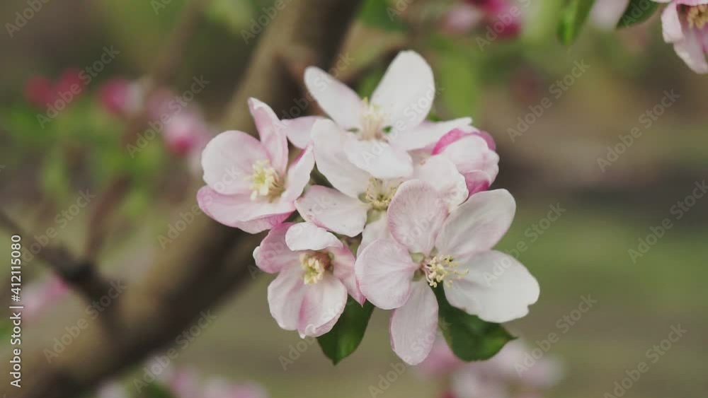 Blooming apple tree in spring time. Close up. Blooming apple tree in spring time. Close up.