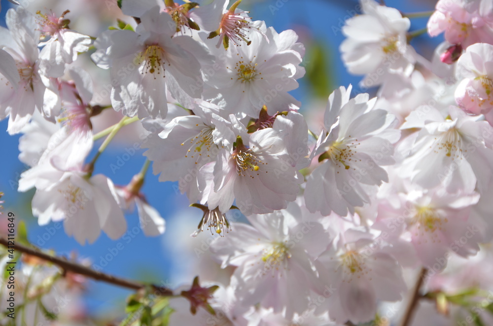 Amazing sakura flowers in the park