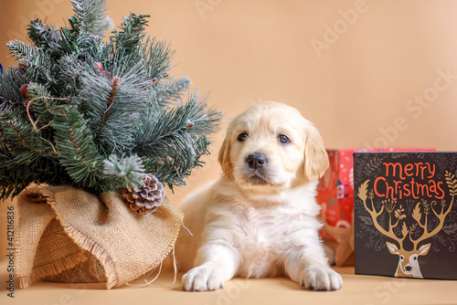 Fototapeta Naklejka Na Ścianę i Meble -  Golden retriever puppy with new year toys and new year tree