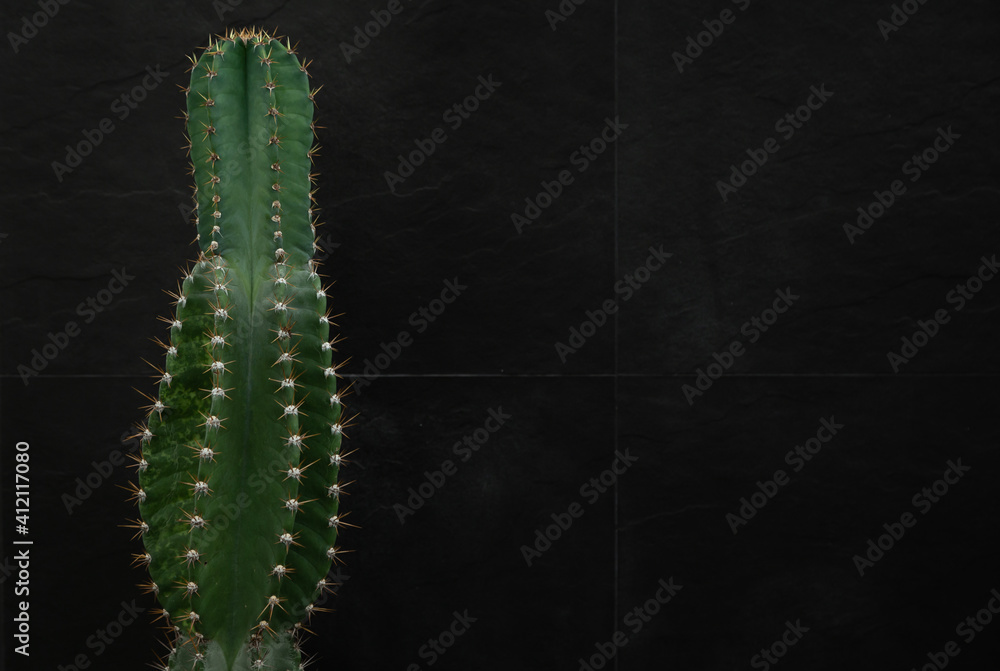 Naklejka premium Cactus on a black background.