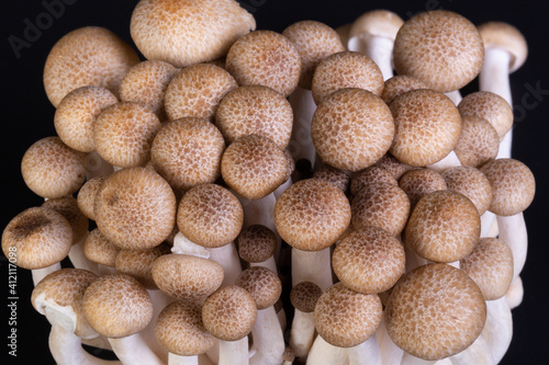 Shimeji mushroom isolated on black background. Shimeji is a group of edible mushrooms native to East Asia. Shimeji is rich in umami tasting compounds