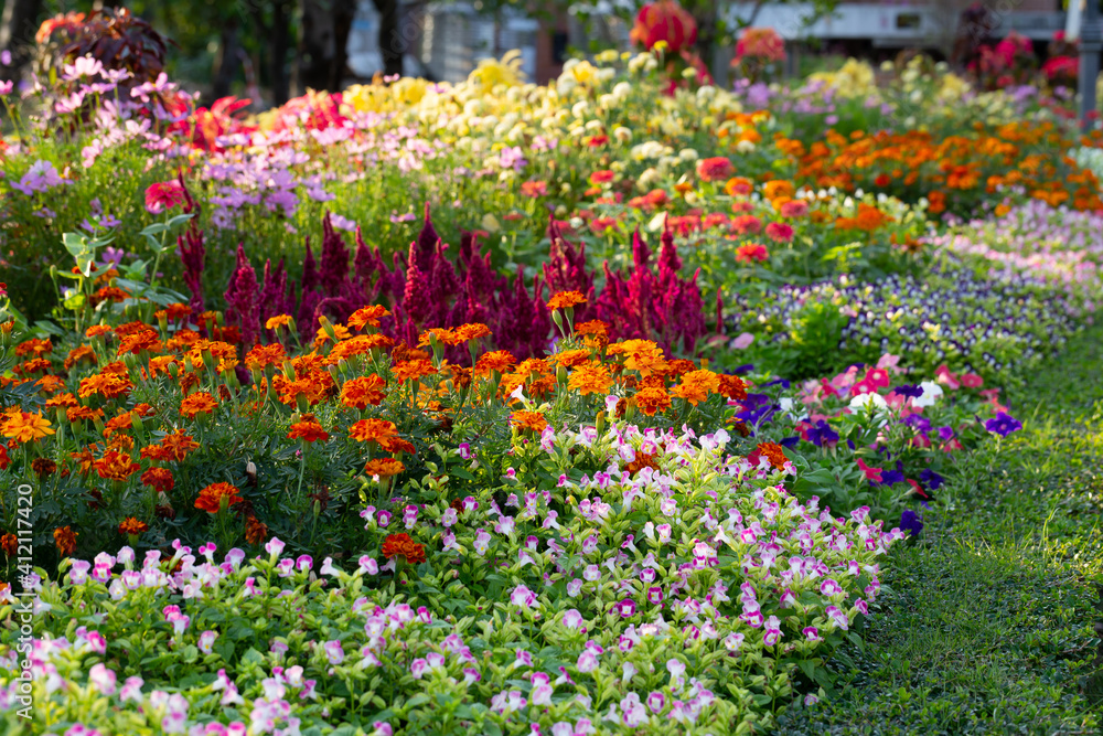 The colorful flowers are planted beautifully in the botanical garden. Many flowers are arranged in the garden for their beauty. 