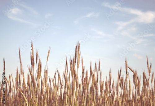 Retro toned picture of a grain field, selective focus.