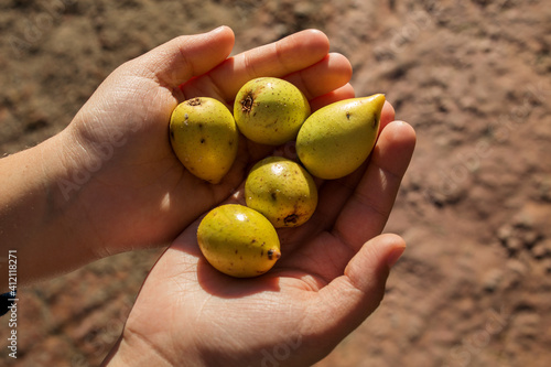 fresh fruits of the argan tree, sunny photo