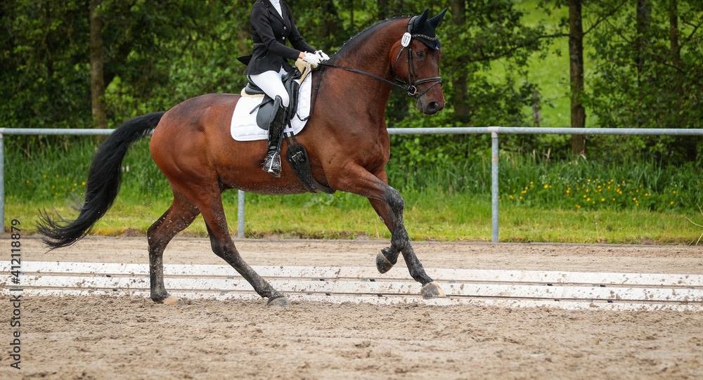 Dressage horse in a dressage test during the gallop on the long side at the highest point.. Dressage horse in a dressage test during the gallop on the long side at the highest point..