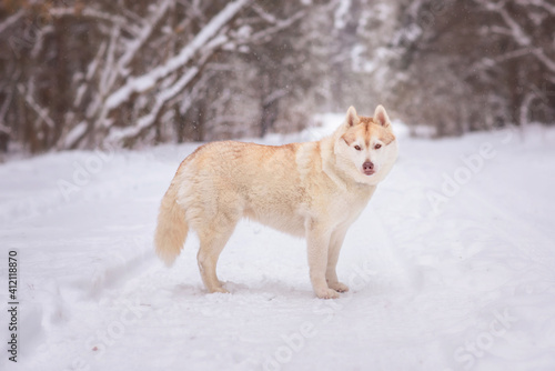 Winter photography of Siberian Husky dog staying on the road. Pet portrait of a  dog in winter day. © Виктория Дубровская