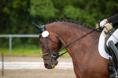 Dressage horse in a dressage test, close-up of the head, is placed very strongly on the bit by the rider..