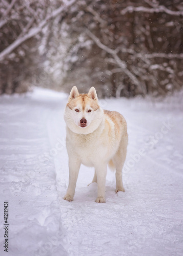 Winter photography of Siberian Husky dog staying on the road. Pet portrait of a dog in winter day.