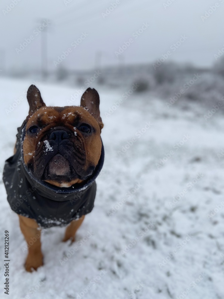 French bulldog in the snow