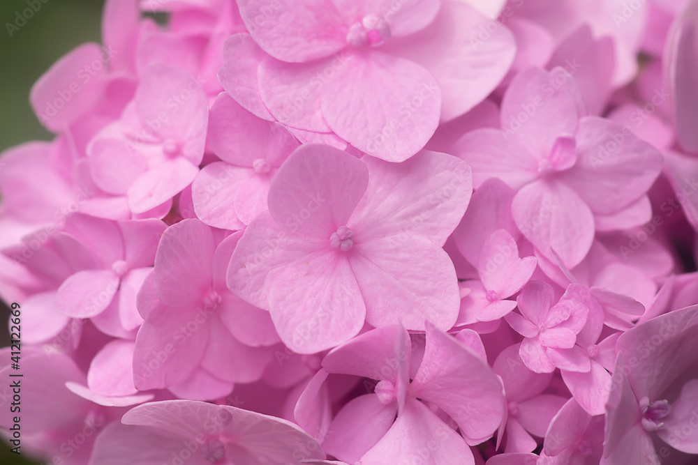 Close up soft pink hydrangea flower with dark background. Close up soft pink hydrangea flower with dark background.