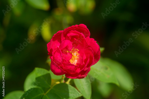 Close up deep pink of Damask Rose flower.