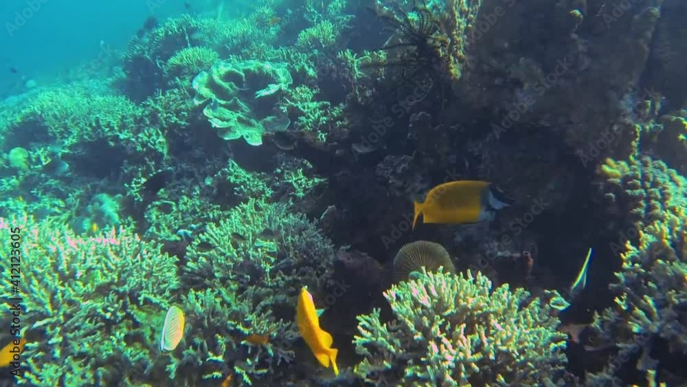 dive at the coral reef with fish dive at the coral reef with fish