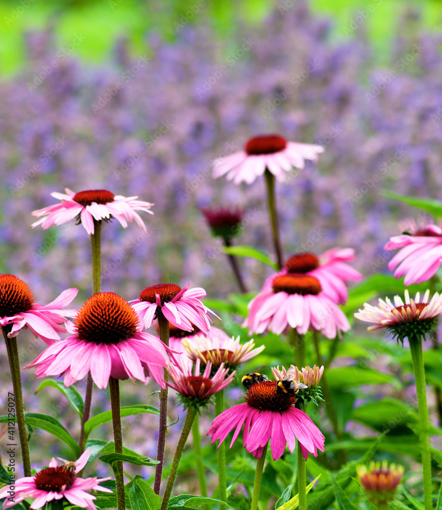 Fototapeta premium Pink Coneflower Echinacea