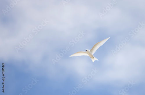 White tern seabird flying over Cousin Island nature reserve in the Seychelles