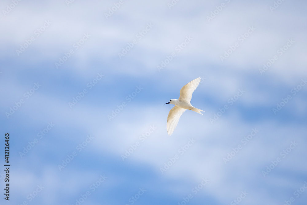 Obraz premium White tern seabird flying over Cousin Island nature reserve in the Seychelles