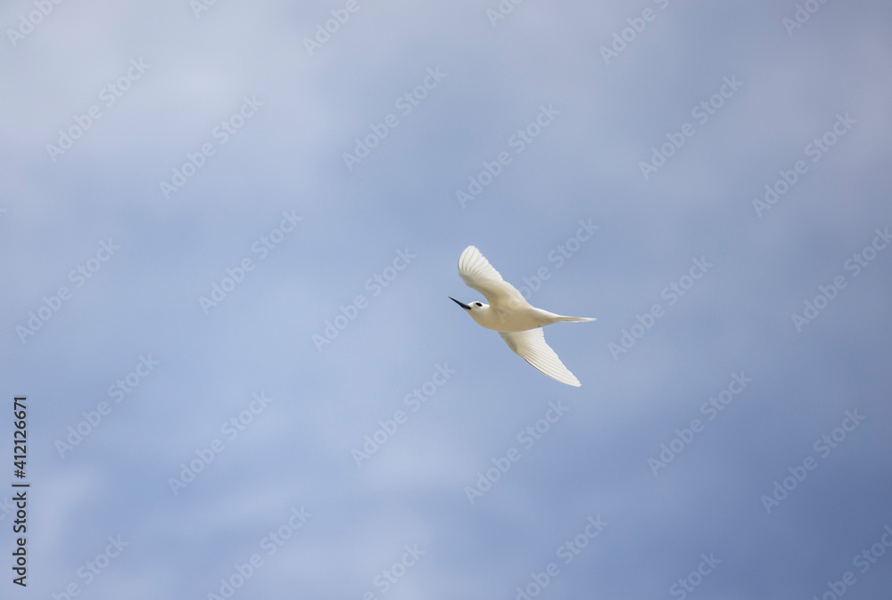 White tern seabird flying over Cousin Island nature reserve in the Seychelles White tern seabird flying over Cousin Island nature reserve in the Seychelles