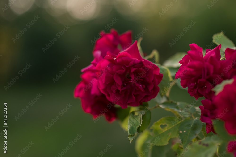 Garden rose in bloom close-up on a blurred background. Pink rose blooms on a bush in summer. A rose flower blooms in a garden park. Blooming flower in the summer garden Garden rose in bloom close-up on a blurred background. Pink rose blooms on a bush in summer. A rose flower blooms in a garden park. Blooming flower in the summer garden