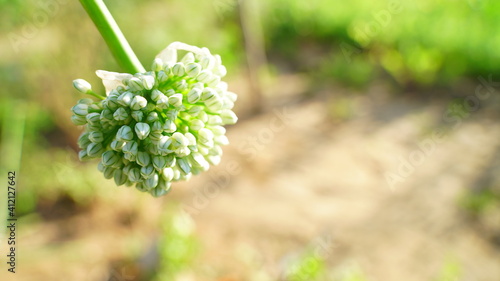 Round umbrella, characteristic of the onion plant, which in due time will generate the precious seeds. photo